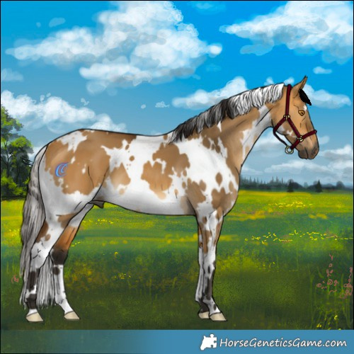 Horse Color:Gray White Spotted Buckskin Dun 