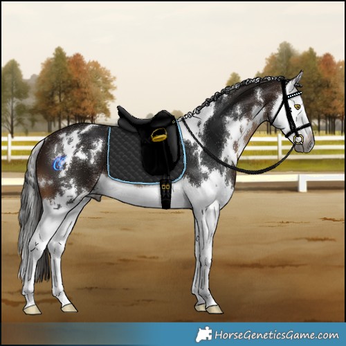 Horse Color:Gray White Spotted Bay Splash
