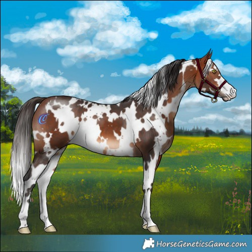 Horse Color:White Spotted Bay