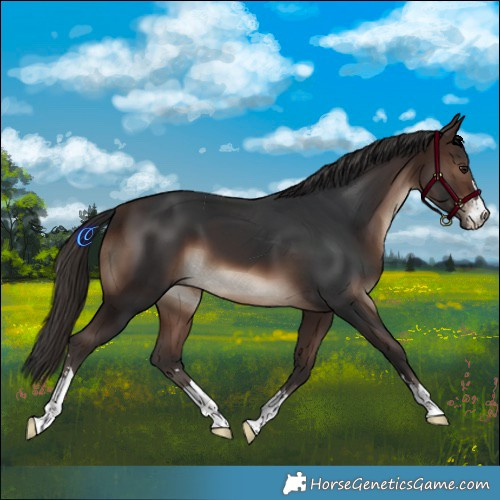 Horse Color:Brown 