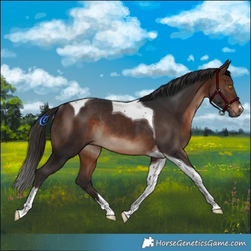Horse Color:Brown Tobiano Rabicano 