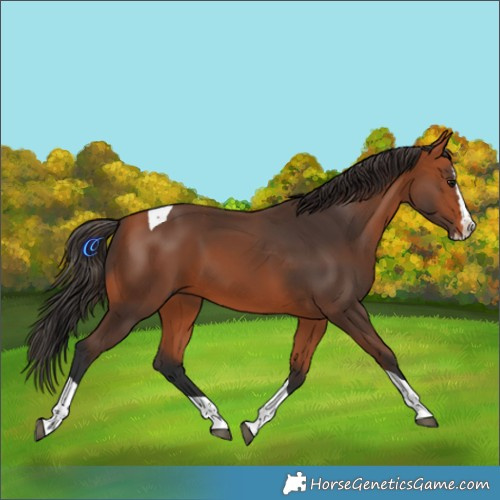 Horse Color:Bay Splash Tobiano Rabicano 