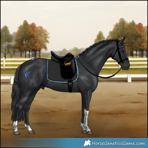 Horse Color:Black Tobiano