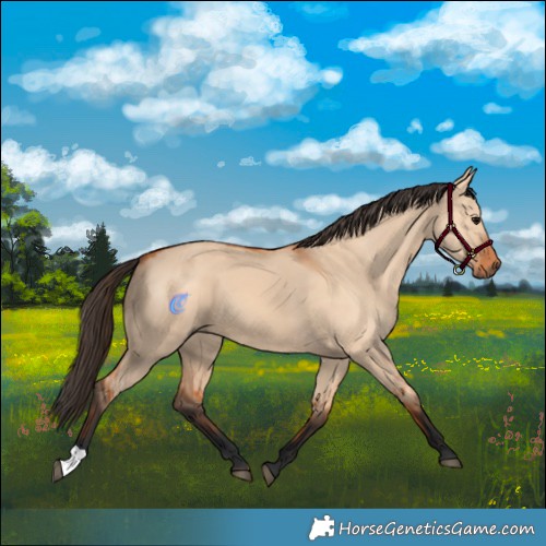 Horse Color:Bay Dun