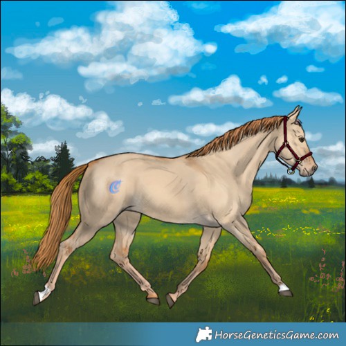 Horse Color:Red Dun