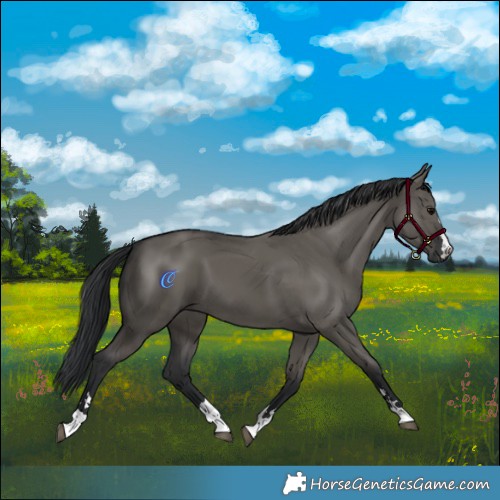 Horse Color:Grullo