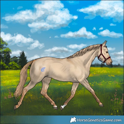 Horse Color:Red Dun 