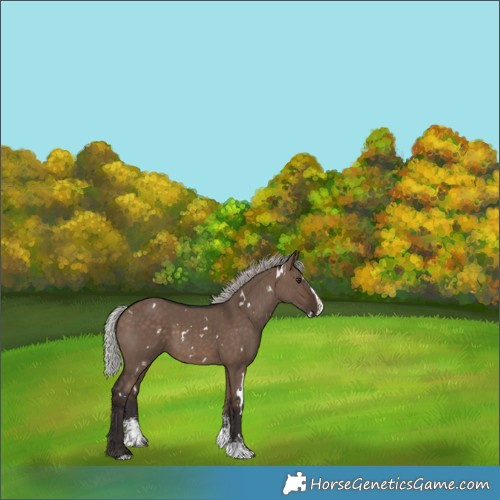 Horse Color:White Spotted Silver Brown Dun Sabino Splash 