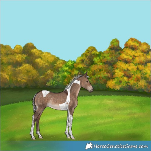 Horse Color:Silver Brown Dun Tobiano Rabicano