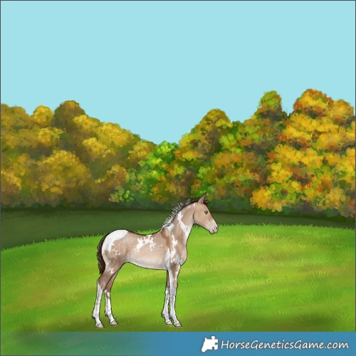 Horse Color:White Spotted Brown Pearl Dun Tobiano Rabicano 