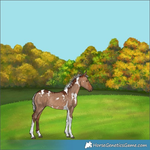Horse Color:White Spotted Silver Bay Dun Tobiano Rabicano