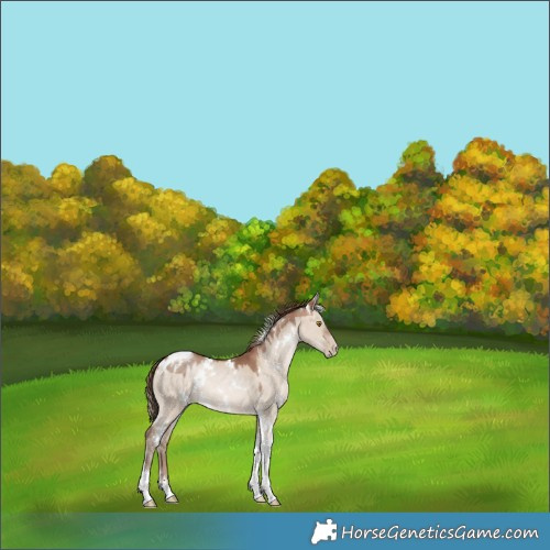 Horse Color:White Spotted Brown Pearl Dun Tobiano Rabicano