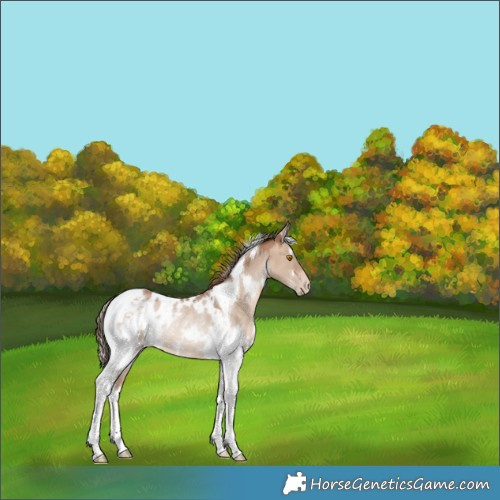 Horse Color:White Spotted Bay Pearl Dun Tobiano Blanket Rabicano 