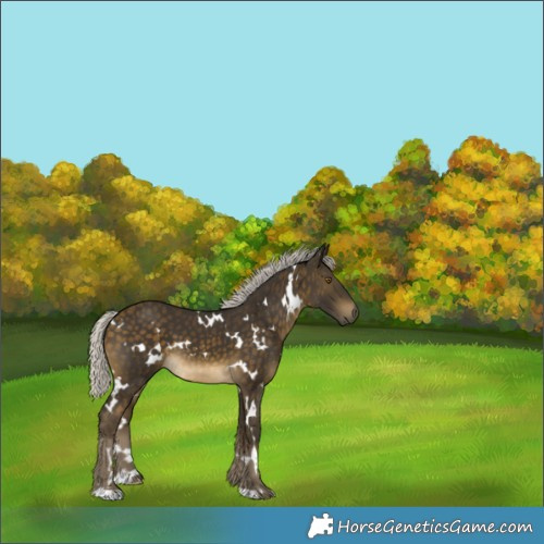 Horse Color:White Spotted Silver Buckskin 