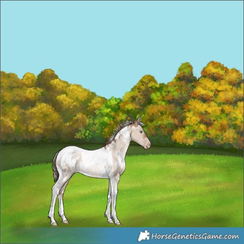 Horse Color:White Spotted Brown Pearl Dun Mushroom Tobiano Blanket Rabicano 