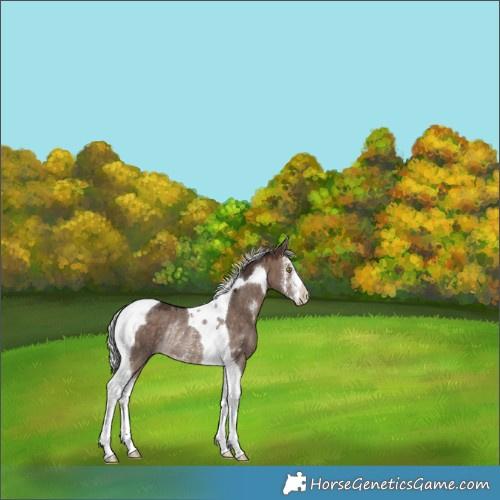Horse Color:Silver Brown Dun Mushroom Sabino Tobiano Rabicano 