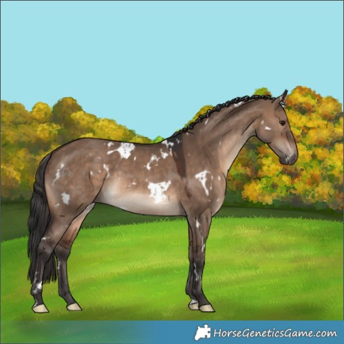 Horse Color:White Spotted Brown Dun Rabicano
