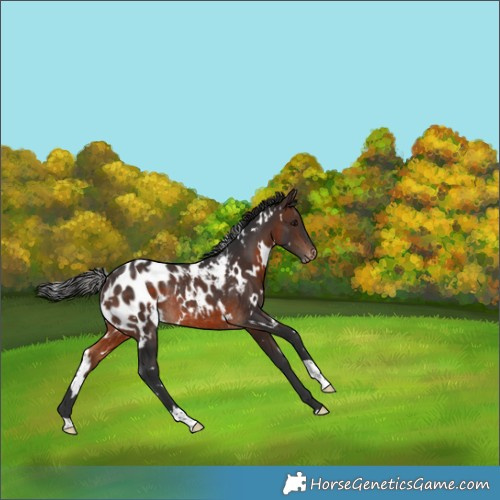 Horse Color:White Spotted Brown Blanket Rabicano 