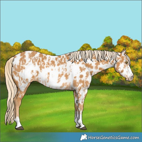 Horse Color:Palomino Near Leopard and Palomino Frame Near Leopard