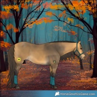Horse Color:Buckskin 