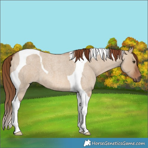 Horse Color:Red Dun Roan Tobiano