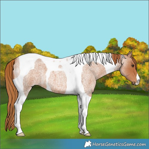 Horse Color:Red Roan Tobiano 