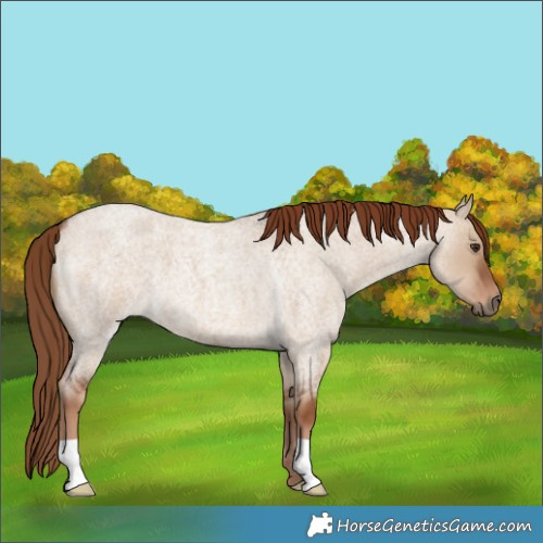 Horse Color:Red Dun Roan 
