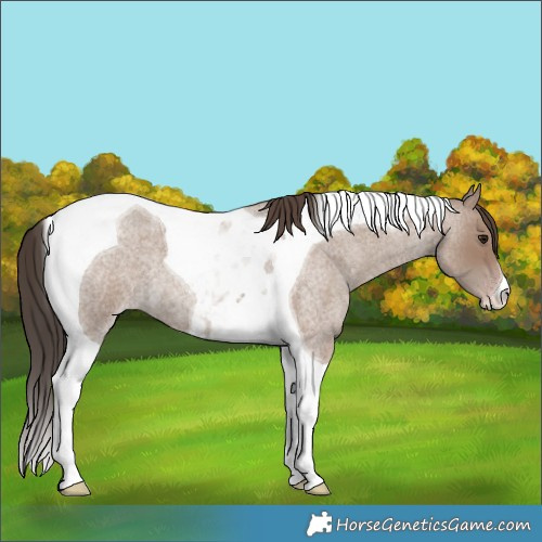 Horse Color:Classic Champagne Roan Tobiano