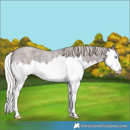 Horse Color:Silver Smoky Blue Roan Splash