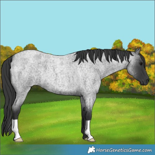 Horse Color:Blue Roan 