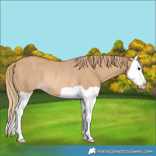 Horse Color:Red Dun Splash Rabicano 