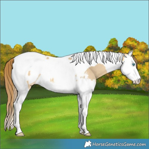 Horse Color:Amber Cream Champagne Dun Splash Tobiano Blanket