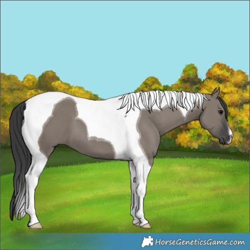 Horse Color:Grullo Tobiano
