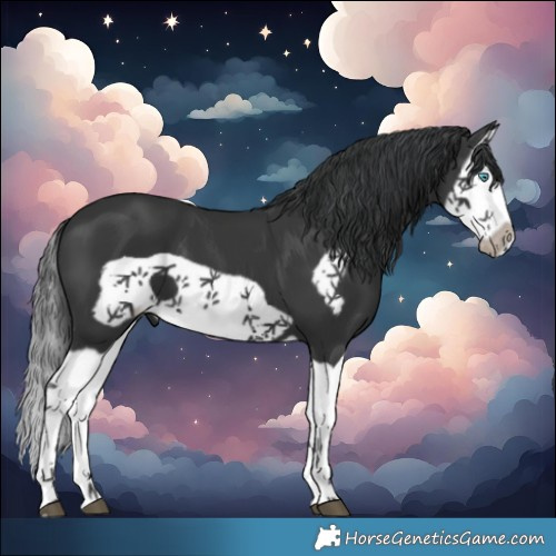 Horse Color:Black Splash Frame 