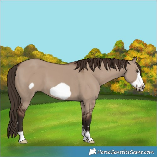 Horse Color:Liver Red Dun Frame 