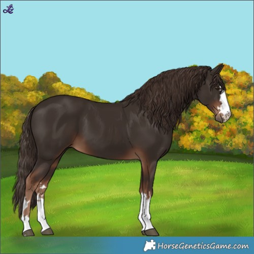 Horse Color:Liver Chestnut 