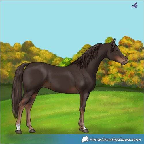 Horse Color:Liver Chestnut