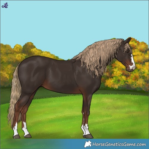 Horse Color:Liver Chestnut