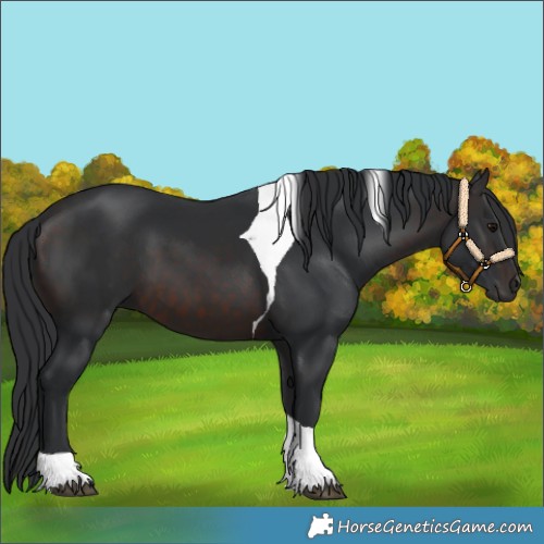 Horse Color:Brown Tobiano 