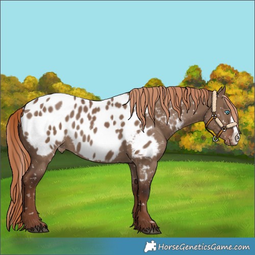 Horse Color:Liver Red Dun Frame Blanket Rabicano 