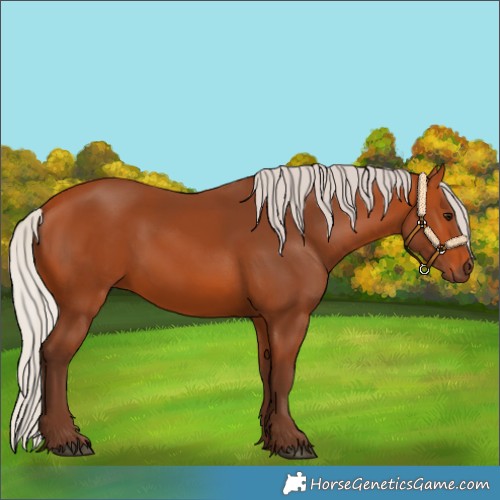 Horse Color:Silver Bay 