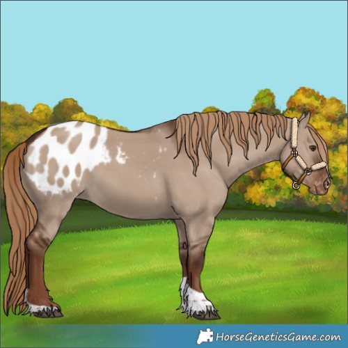 Horse Color:Liver Red Dun Tobiano Blanket 
