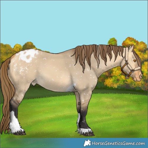 Horse Color:Buckskin Dun Tobiano Snowflake Varnish 