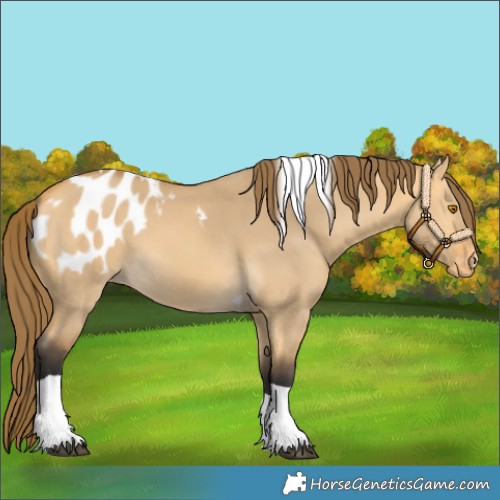 Horse Color:Buckskin Dun Tobiano Blanket