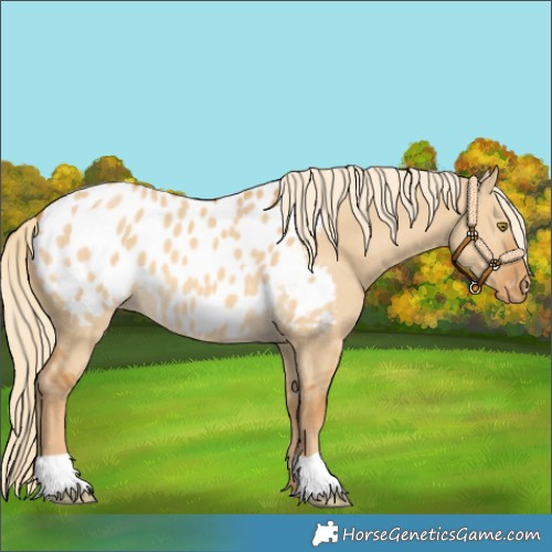 Horse Color:Palomino Dun Blanket 