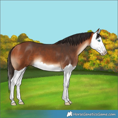 Horse Color:Bay Splash