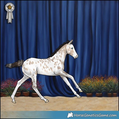 Horse Color:Bay Dun Splash Near Leopard Rabicano 