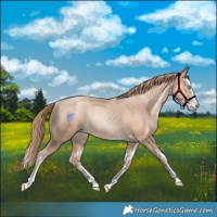 Horse Color:Gold Champagne Pearl Rabicano  and Gold Champagne Pearl Splash Rabicano 