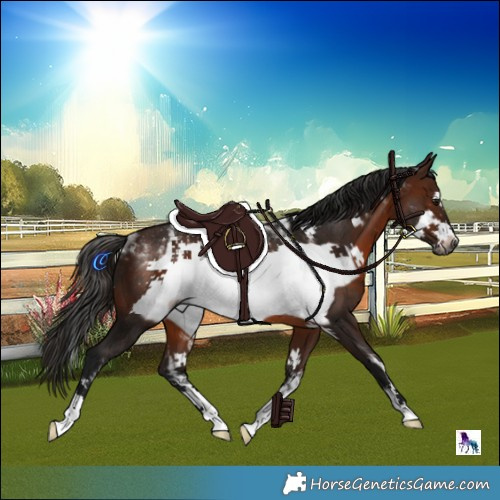 Horse Color:Powder White Gray Bay Frame Rabicano 