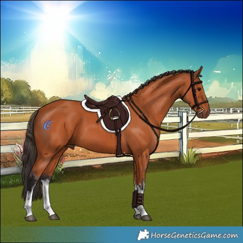 Horse Color:White Spotted Bay Tobiano